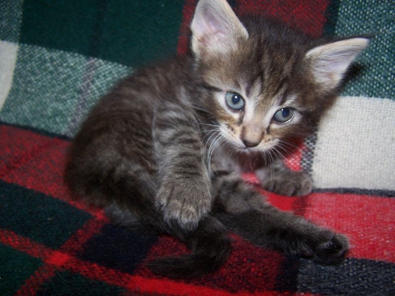 Gatti Norvegesi - cuccioli