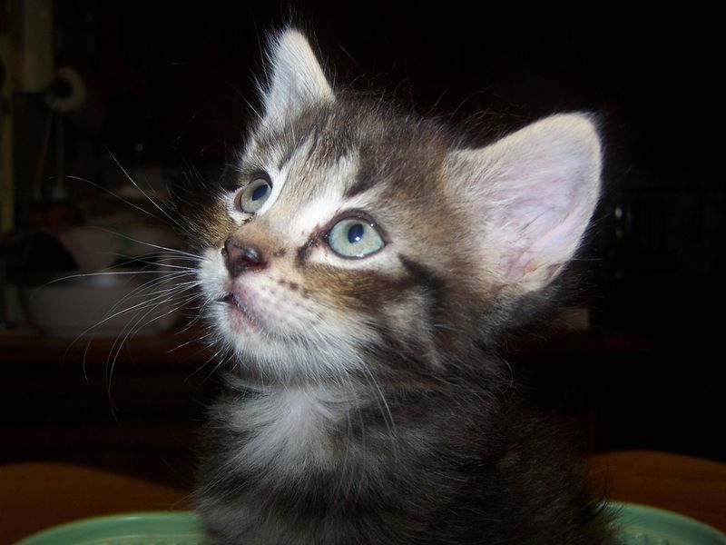 Gatti Norvegesi - cuccioli