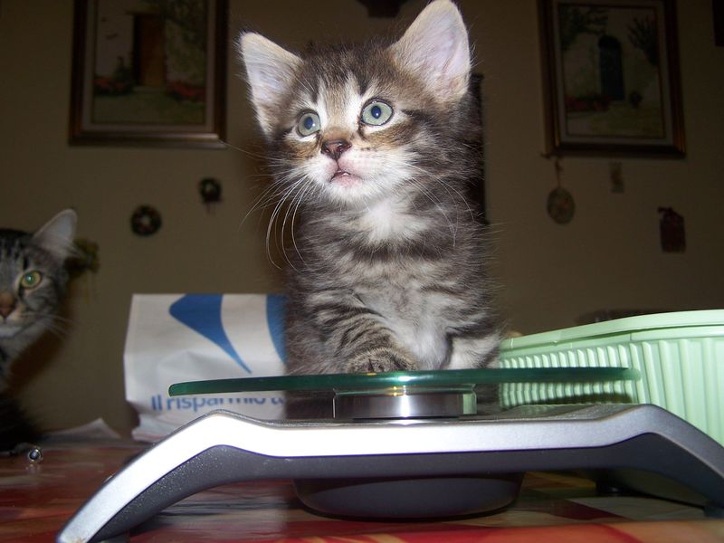 Gatti Norvegesi - cuccioli