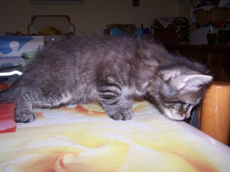 Gatti Norvegesi - cuccioli