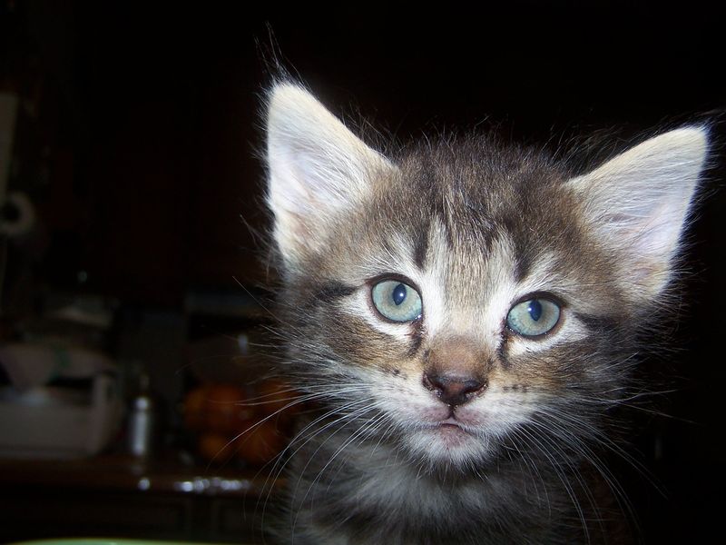 Gatti Norvegesi - cuccioli