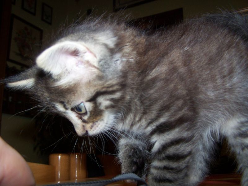 Gatti Norvegesi - cuccioli