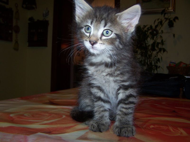 Gatti Norvegesi - cuccioli
