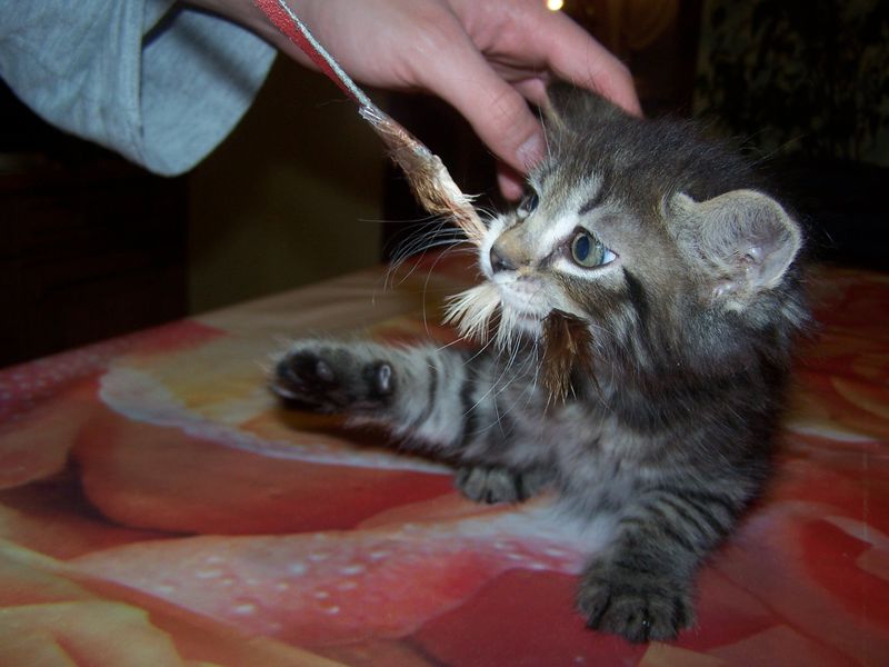 Gatti Norvegesi - cuccioli