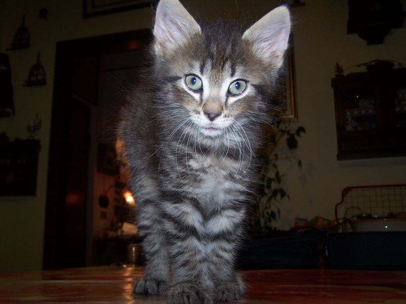 Gatti Norvegesi - cuccioli
