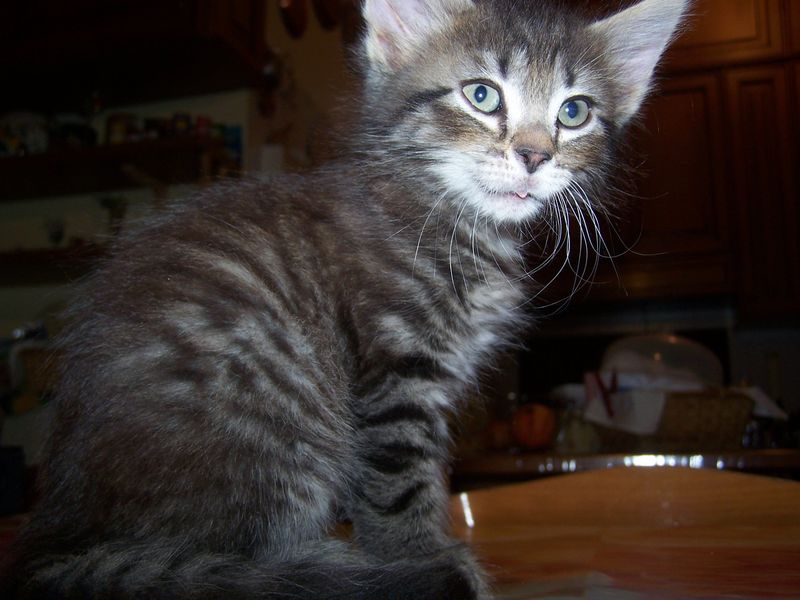 Gatti Norvegesi - cuccioli