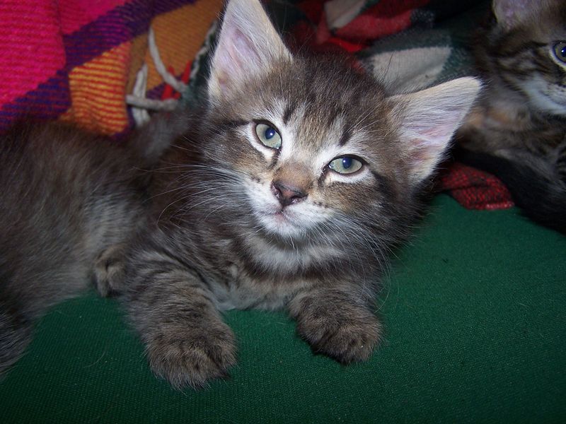 Gatti Norvegesi - cuccioli