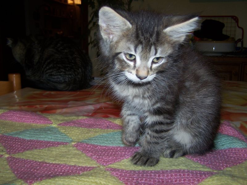 Gatti Norvegesi - cuccioli