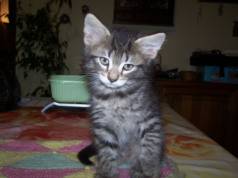 Gatti Norvegesi - cuccioli