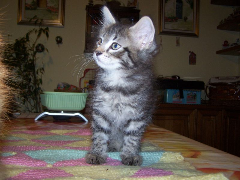 Gatti Norvegesi - cuccioli