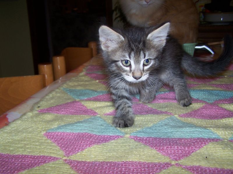 Gatti Norvegesi - cuccioli