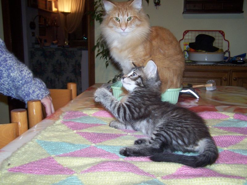 Gatti Norvegesi - cuccioli