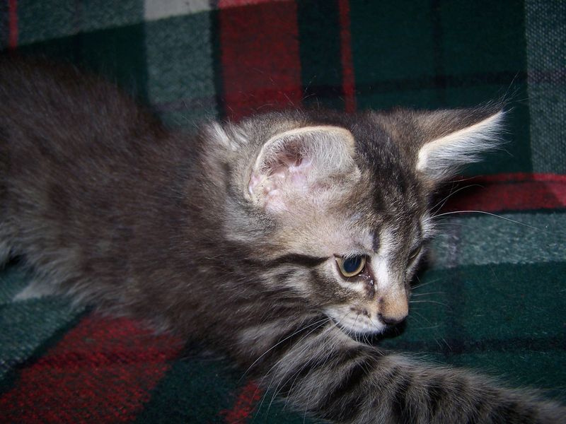 Gatti Norvegesi - cuccioli