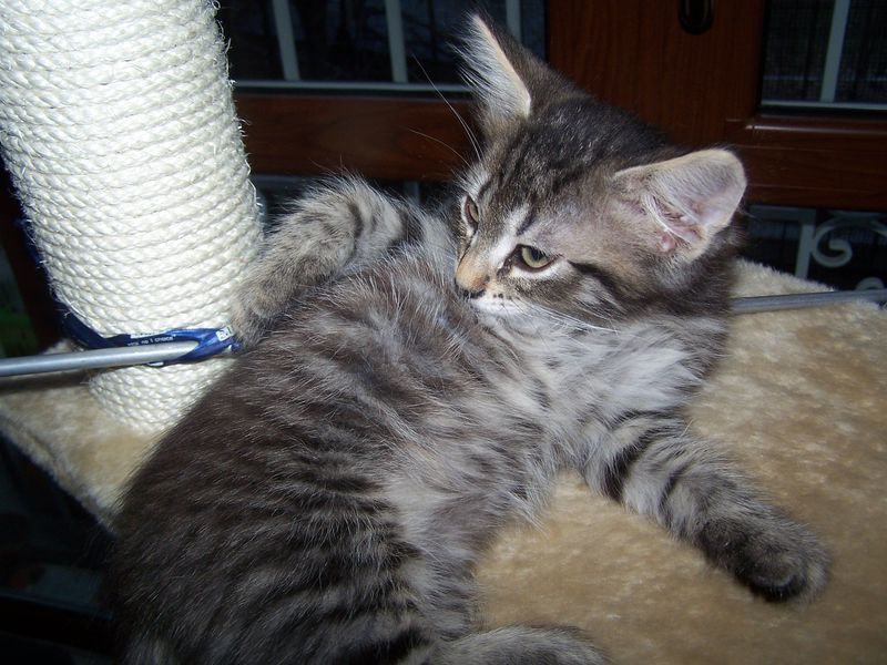 Gatti Norvegesi - cuccioli