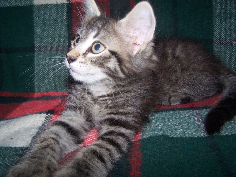 Gatti Norvegesi - cuccioli