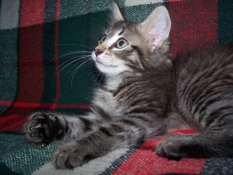 Gatti Norvegesi - cuccioli