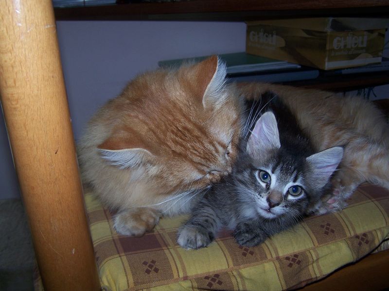 Gatti Norvegesi - cuccioli