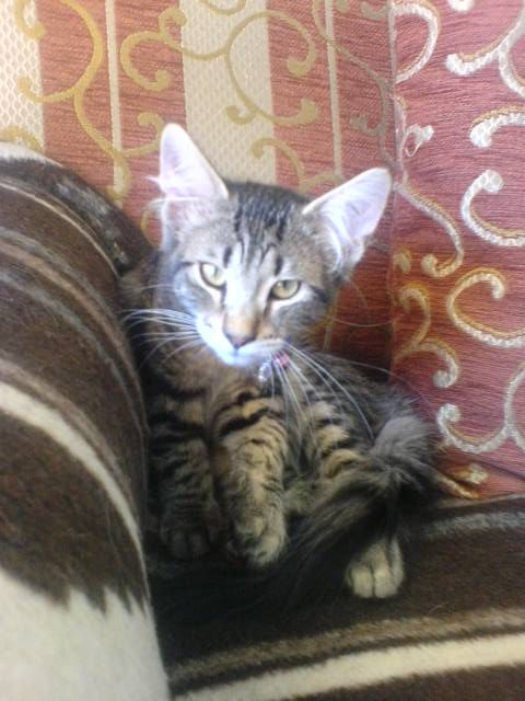 Gatti Norvegesi - cuccioli