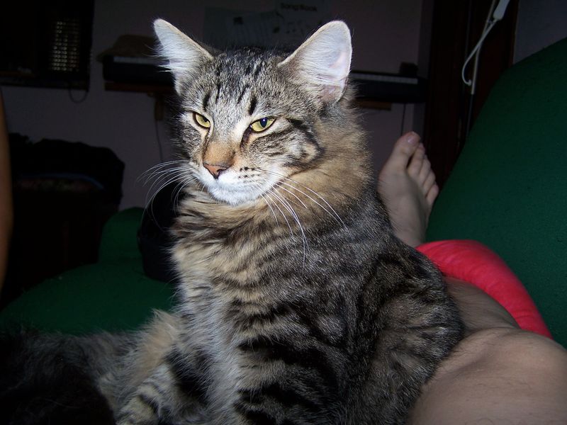 Gatti Norvegesi - cuccioli
