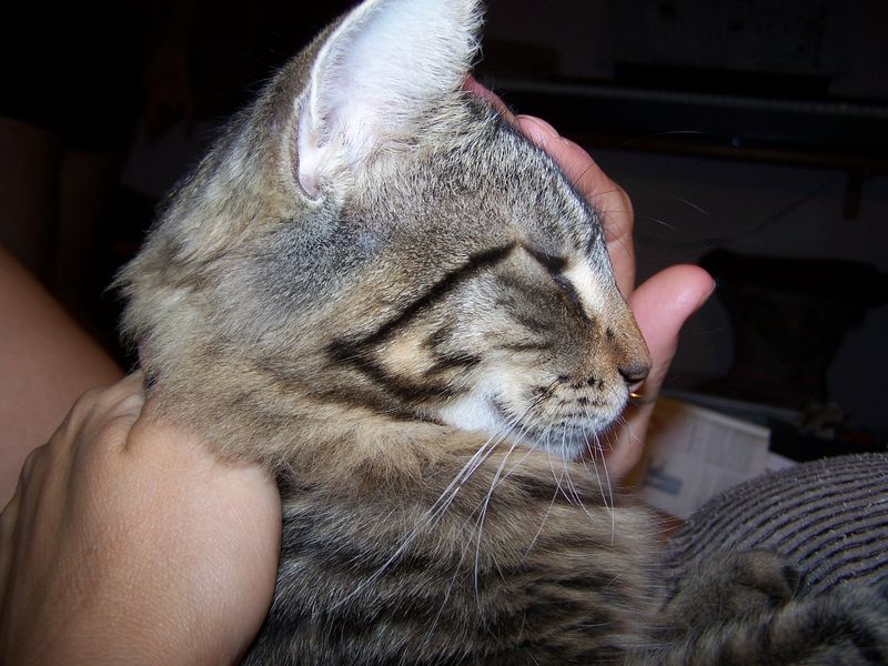 Gatti Norvegesi - cuccioli