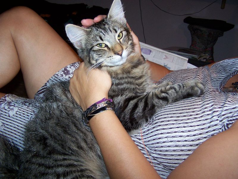 Gatti Norvegesi - cuccioli