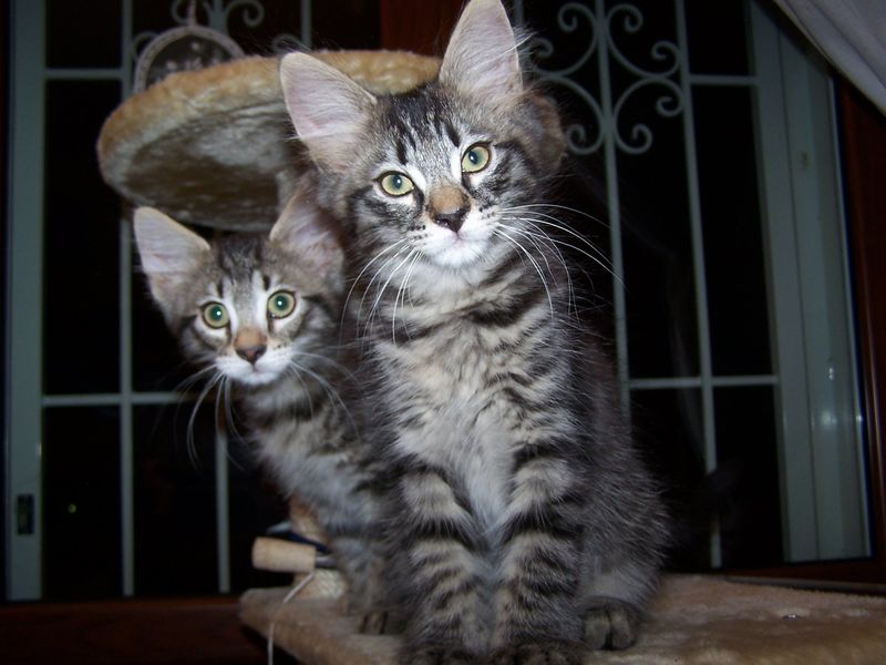 Gatti Norvegesi - cuccioli