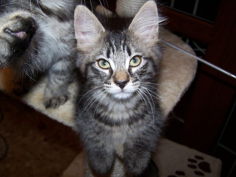 Gatti Norvegesi - cuccioli