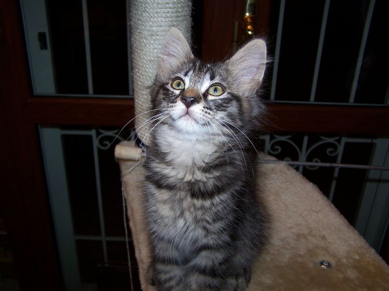 Gatti Norvegesi - cuccioli