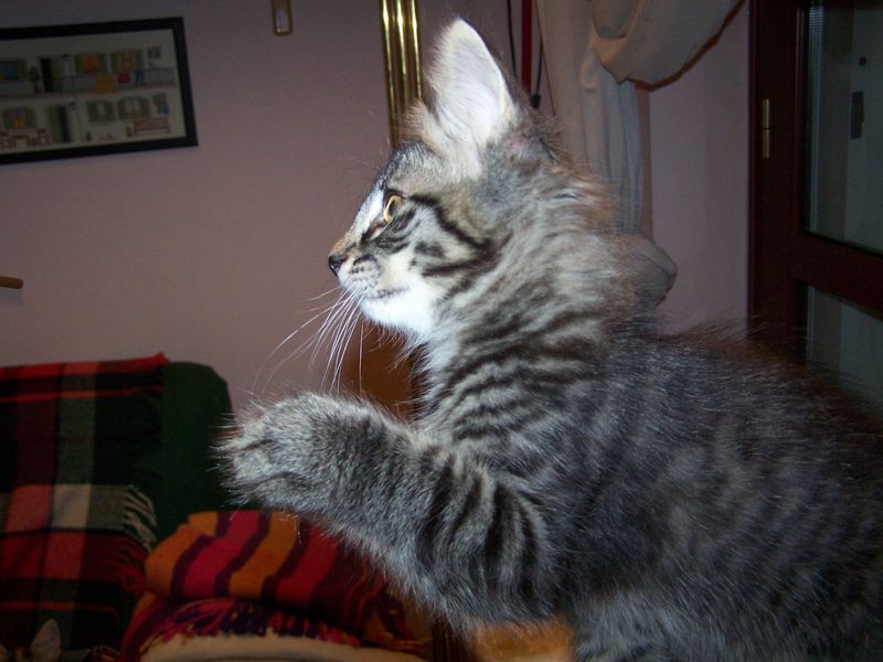 Gatti Norvegesi - cuccioli
