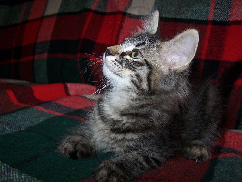 Gatti Norvegesi - cuccioli