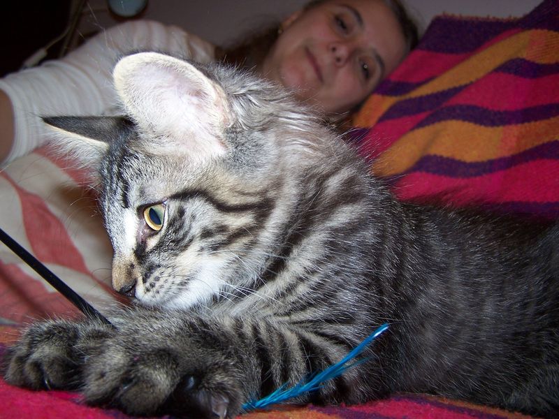 Gatti Norvegesi - cuccioli