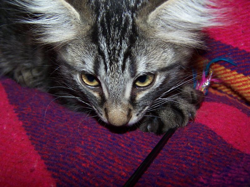 Gatti Norvegesi - cuccioli