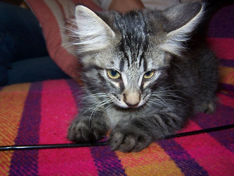 Gatti Norvegesi - cuccioli