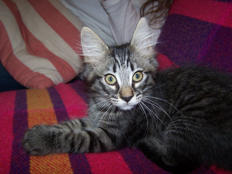 Gatti Norvegesi - cuccioli