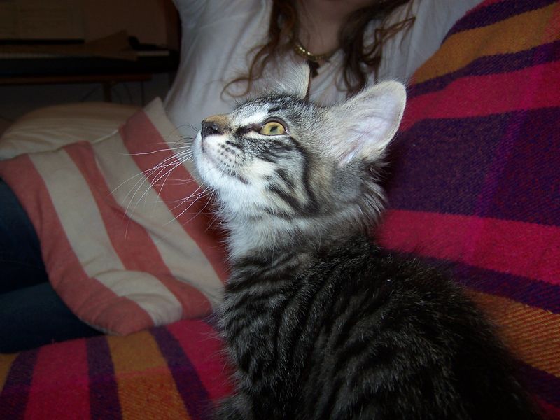 Gatti Norvegesi - cuccioli