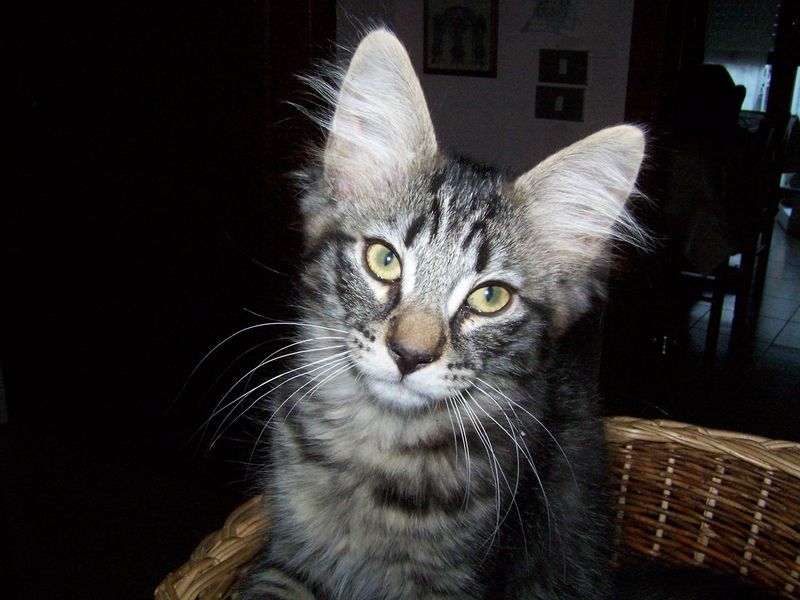 Gatti Norvegesi - cuccioli