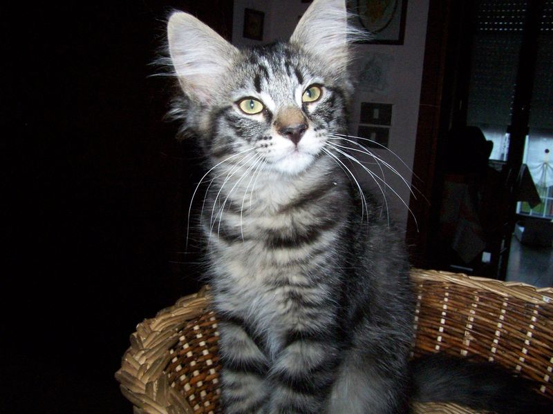 Gatti Norvegesi - cuccioli