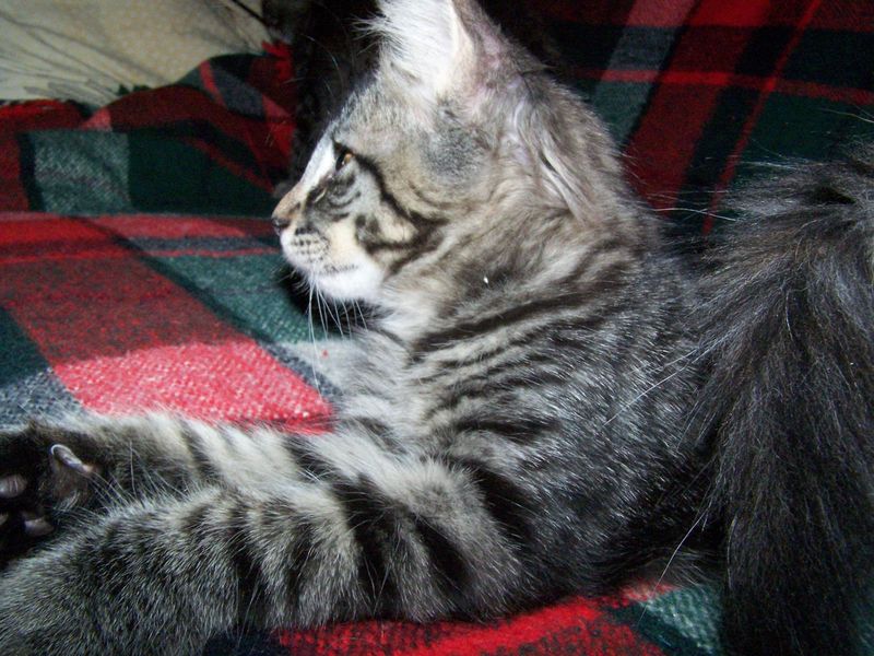 Gatti Norvegesi - cuccioli