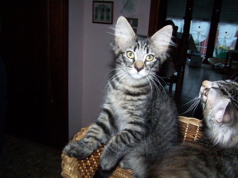 Gatti Norvegesi - cuccioli