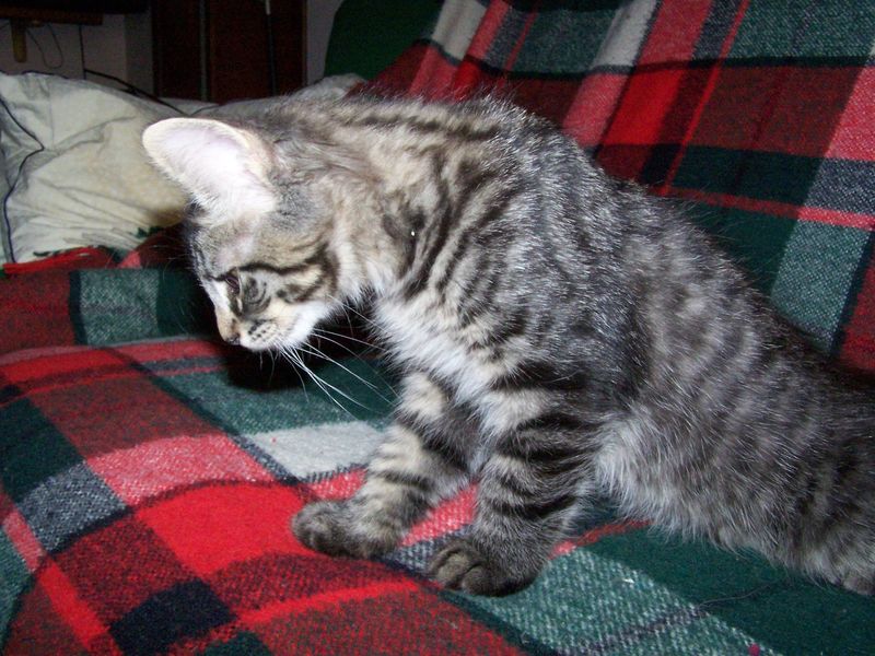 Gatti Norvegesi - cuccioli