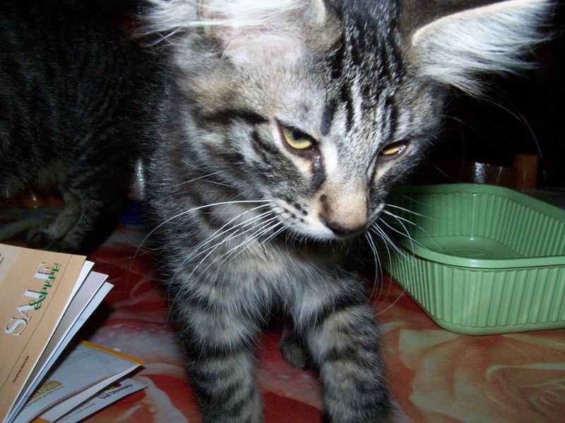 Gatti Norvegesi - cuccioli