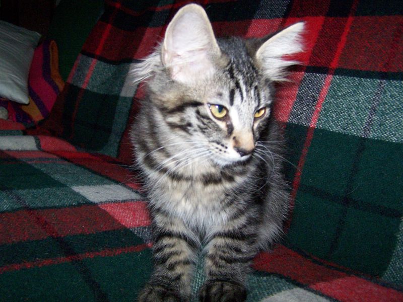 Gatti Norvegesi - cuccioli