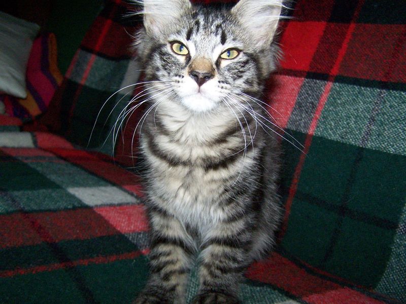 Gatti Norvegesi - cuccioli