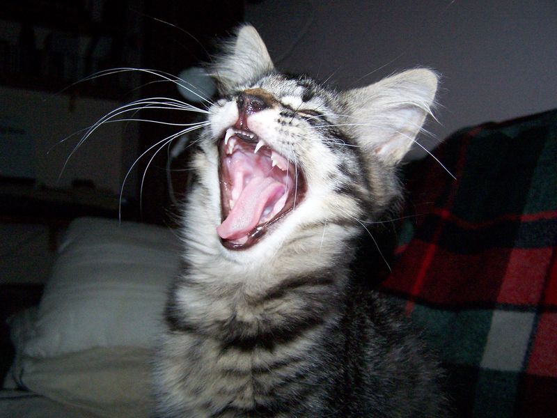 Gatti Norvegesi - cuccioli