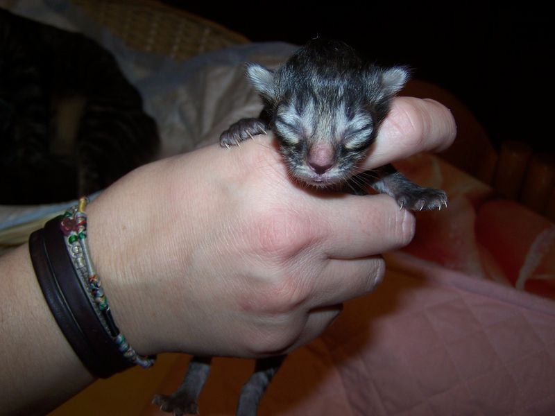 Gatti Norvegesi - cuccioli