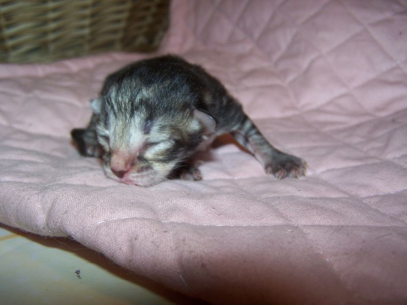 Gatti Norvegesi - cuccioli