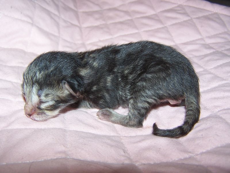 Gatti Norvegesi - cuccioli