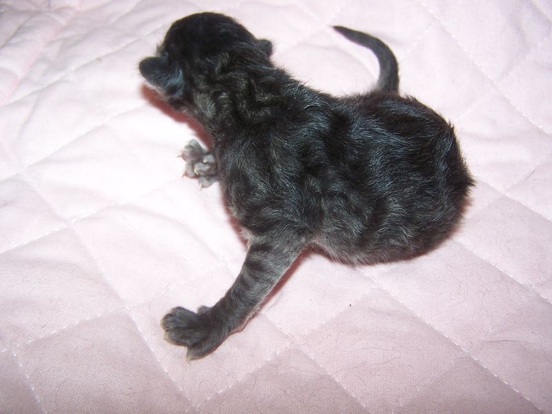 Gatti Norvegesi - cuccioli