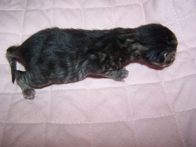Gatti Norvegesi - cuccioli