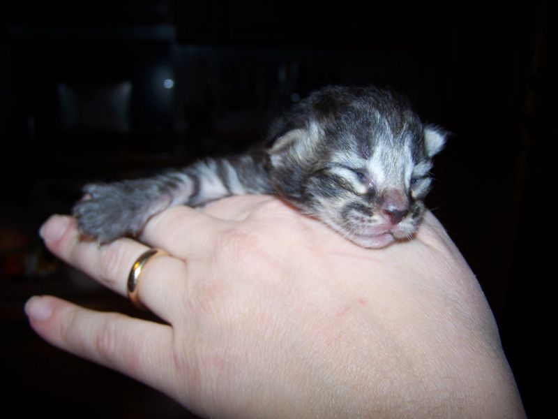 Gatti Norvegesi - cuccioli